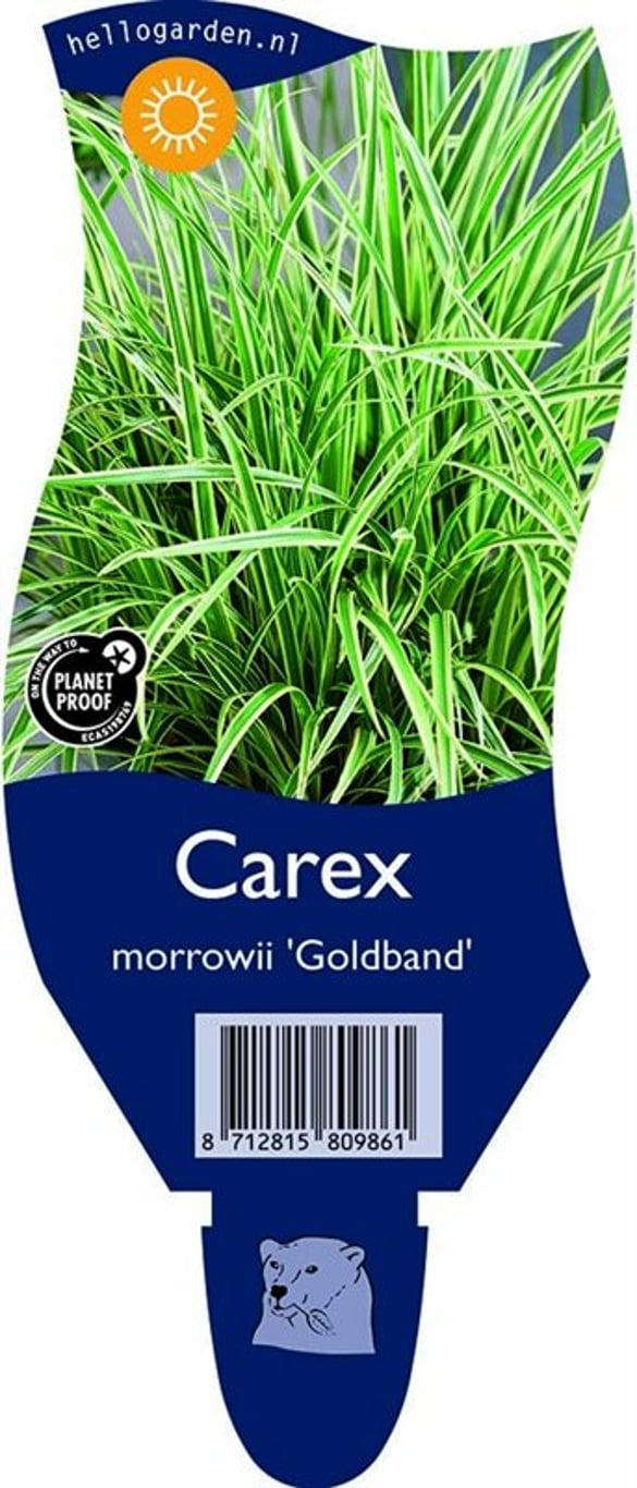 Carex morrowii 'Goldband' - P11